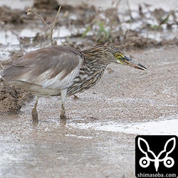 昨日と同じ田んぼにアカガシラサギ。