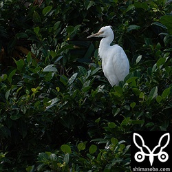 アマサギ。ほんのわずかに夏羽が出ています。