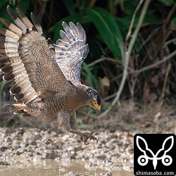 田んぼの代かきでカエルなどが土中から現れると飛びかかって捕まえていました。