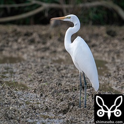 チュウダイサギ。沖縄や石垣島にはオオダイサギはなかなかやってきませんね。