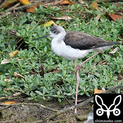 セイタカシギのメス第1回冬羽。