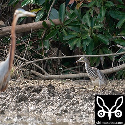 アカガシラサギ(右)とムラサキサギ。