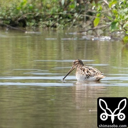遠くにタシギ。5羽ほどが群れていました。