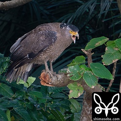 カンムリワシのメスで通称「ポイント」。右目にシミがあることからこの名前がつきました。ペアのオスと鳴き交わしています。