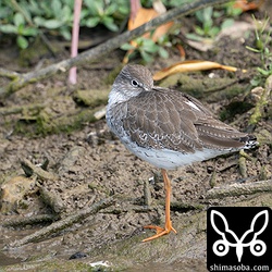 アカアシシギ第1回冬羽。いつもの場所に数羽が群れていました。