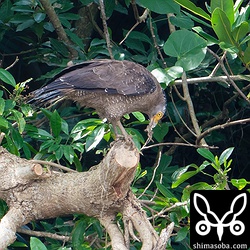 カエルを捕まえた。これぐらいのサイズの獲物はひとのみです。