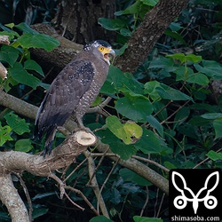 上の「ポイント」とペアのオス個体。鳴き交わしています。