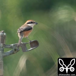このモズは警戒心が強く、遠くに止まったのをやっと撮れました。白斑のないタイプです。