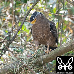 刈り取りが行われる牧草地でネズミを捕まえたカンムリワシ。