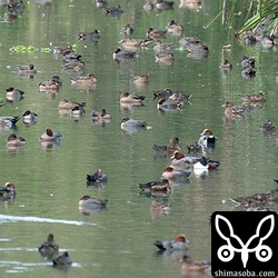 水路で休むカモ。コガモとヒドリガモが大半を占めています。