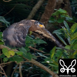 獲物を見つけてふたたび出動。