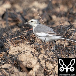 ホオジロハクセキレイ第1回冬羽。