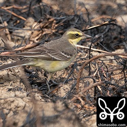 (キマユ)ツメナガセキレイ第1回冬羽。