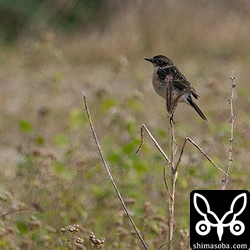 ノビタキのオス。冬羽には見えませんが、これがすれてあの夏羽になるのですかね。