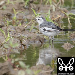 ホオジロハクセキレイ第1回冬羽。夏羽へ変わりつつあり、ばさばさしています。