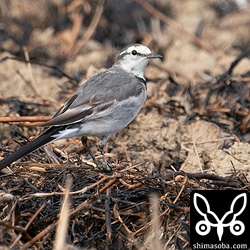 ハクセキレイ第1回冬羽。