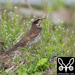 ツグミのメス。