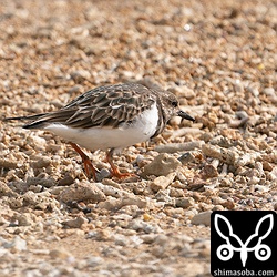 キョウジョシギ第1回冬羽。