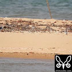中洲で休むメダイチドリ、シロチドリの群れ。