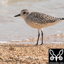 ダイゼン第1回冬羽。モノトーンが美しいですね。