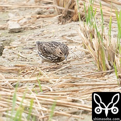 ムネアカタヒバリは冬羽後期になってくると背中の模様が目立たなくなります。