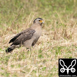 カンムリワシはそろそろ繁殖期で求愛給餌なども見られます。
