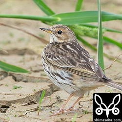 ムネアカタヒバリ冬羽から夏羽へ。