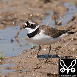 越冬しているコチドリは夏羽に変わった個体も多くいます。