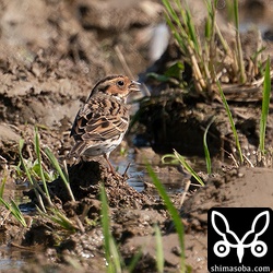 落ちた米かなにかをついばんでいます。
