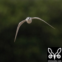 田んぼの上を飛びながら代かきで浮いてきた水生昆虫を捕まえていました。