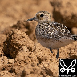 渡ってきたばかりと思われるムナグロの群れ。一様に疲れた様子でした。