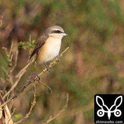 シマアカモズは石垣島での越冬組に加えて北上組がやってきたようでかなり数が増えました。