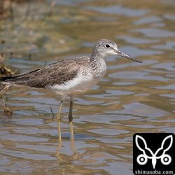 アオアシシギはまだまだ冬羽。