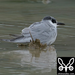 まだまだ冬羽ですが今春初のクロハラアジサシ。