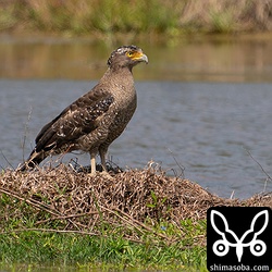 カンムリワシは繁殖シーズン序盤で活動が活発になっています。