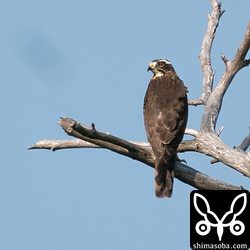 上空を気にするサシバの幼鳥。高空を仲間が渡っているのかもしれません。