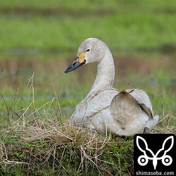 飛来当初に比べるとくちばしの黄色が濃くなってきて成長がうかがえます。
