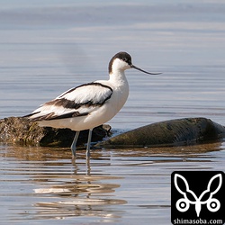 ソリハシセイタカシギ第1回冬羽。上のツクシガモと同じ場所にいますが、近づきすぎると噛みつかれています。