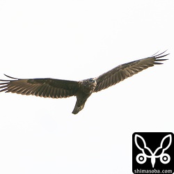 走行中に見つけたチュウヒ。高々と舞い上がっていました。そろそろ渡っていくのでしょうか。