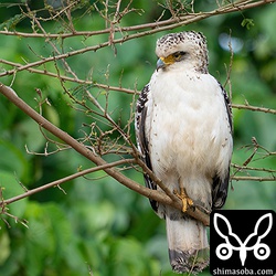 カンムリワシの幼鳥は常に空腹状態のようでつらそうです。目に光がありません。
