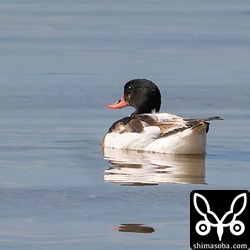 海岸で滞在中のツクシガモ。