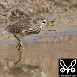 ヤゴを捕まえたアカガシラサギ。