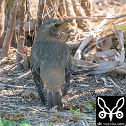 後ろからハチジョウツグミ。越冬中は全く移動することなく、狭い範囲で活動しています。