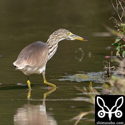 アカガシラサギは畔沿いを歩きながら獲物を探していました。