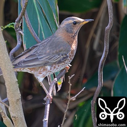 散歩の人が通り、驚いて枝に逃げました。