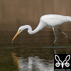チュウダイサギは小さな水生昆虫を捕まえていました。あまりに小さな獲物なので何を食っているのかは不明。