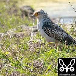 カンムリワシの幼鳥は田植え作業中の田んぼで餌探し。