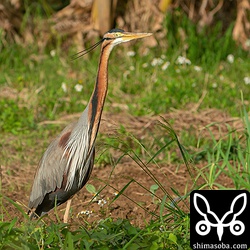 ムラサキサギ成鳥。繁殖羽が見え始めています。