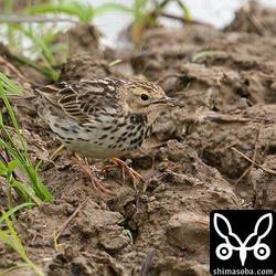 田んぼにムネアカタヒバリ。古い米を拾っていました。ほかにもタヒバリ、ハクセキレイ、ツメナガセキレイが群れています。