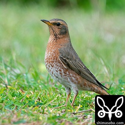 上と同個体。芝生の緑をバックに。
